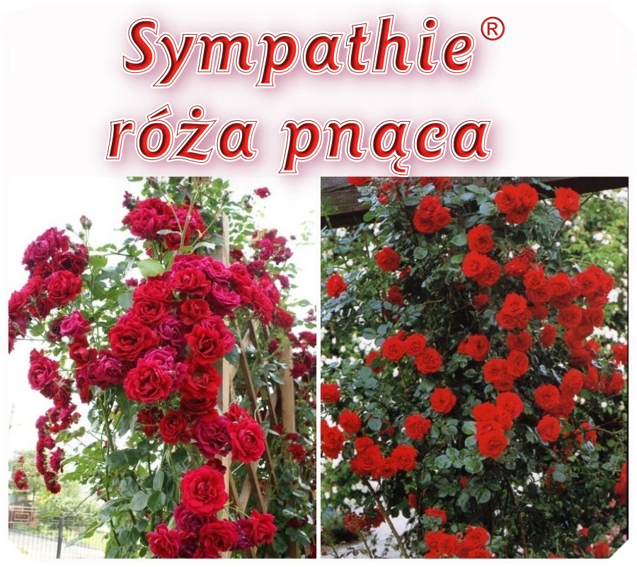 Sympathie róże pnące kol